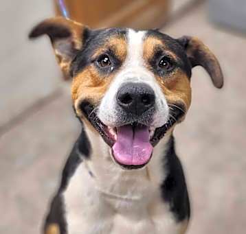 Photo of Diesel