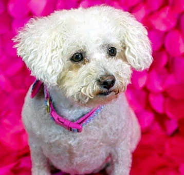 Photo of Daisy Bichon