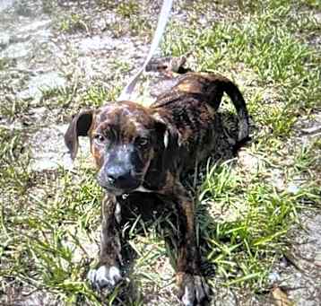 Photo of Biscuit