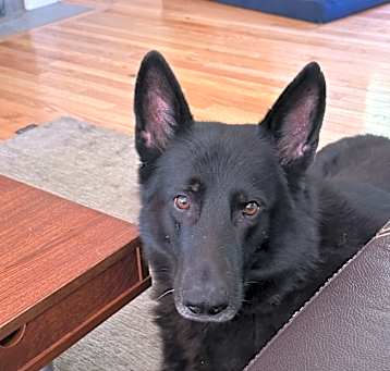 Photo of Diesel