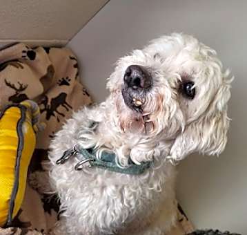 Photo of Riley