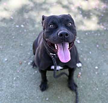 Photo of STELLA