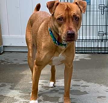 Photo of Wesley (Rusty)