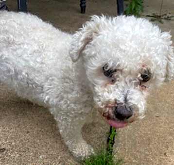 Photo of Bailey Bichon
