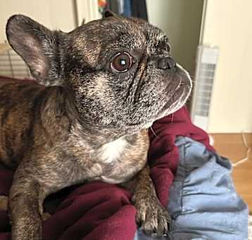 Photo of Clementine