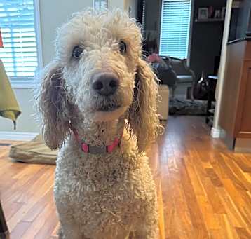 Photo of Ruby