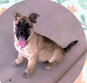 Photo of ARES
