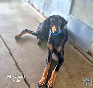 Photo of Willy