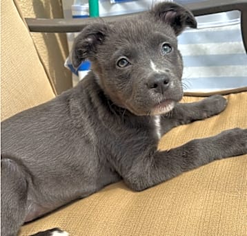 Photo of Lucy