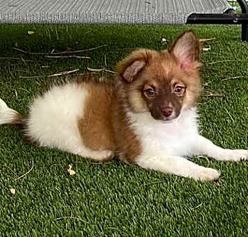 Photo of Striker