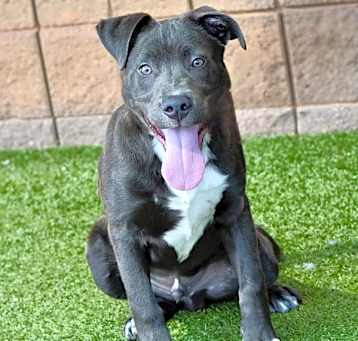 Photo of Bruno