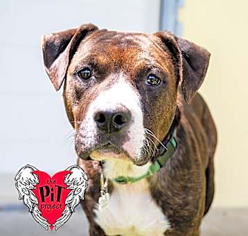 Photo of Roscoe