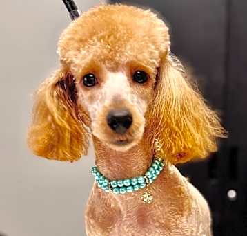Photo of Priscilla-Mini Poodle!