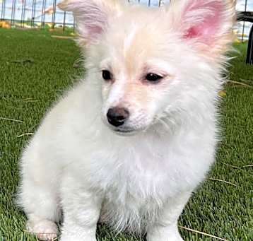 Photo of Curly