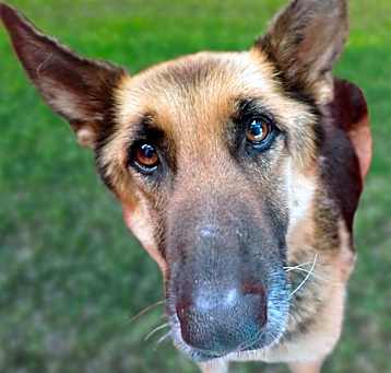 Photo of NALA