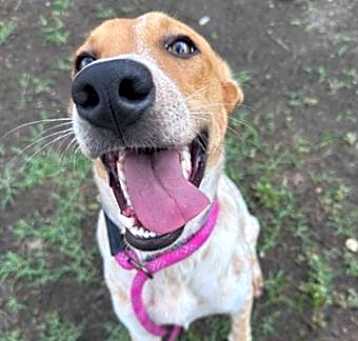 Photo of DIXIE