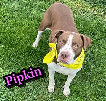 Photo of Pipkin