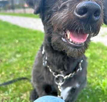 Photo of Samson