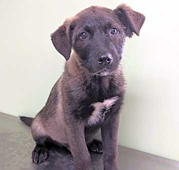 Photo of Timber