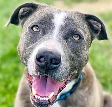 Photo of BLEU