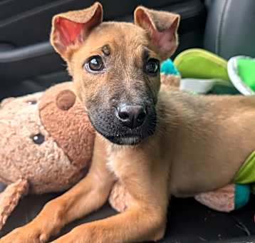 Photo of Yabba Doo