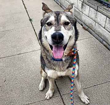 Photo of Bandit A2104232