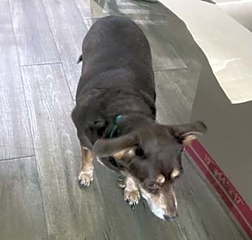 Photo of Lily