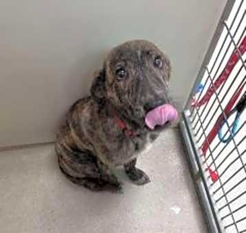 Photo of Lincoln/buddy 124422