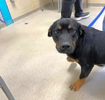 Photo of Enzo 122029