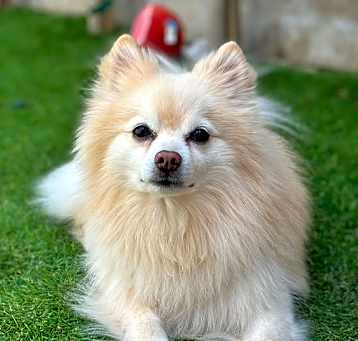 Photo of Brun