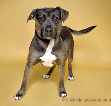 Photo of ROLO