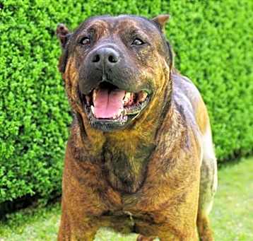 Photo of GRIFF