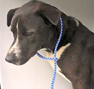 Photo of DEXTER