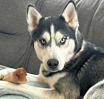 Photo of Odie