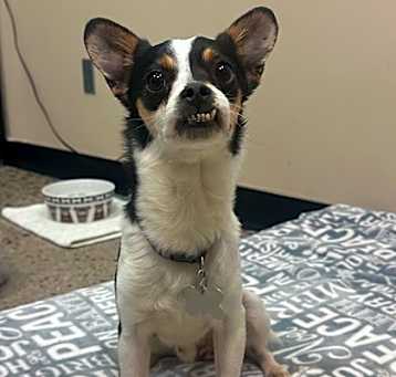 Photo of Brownie
