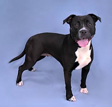 Photo of Crumpet 430-25