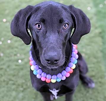 Photo of Harper