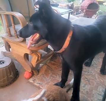 Photo of Freya
