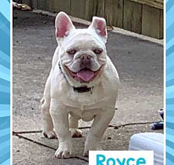 Photo of Royce