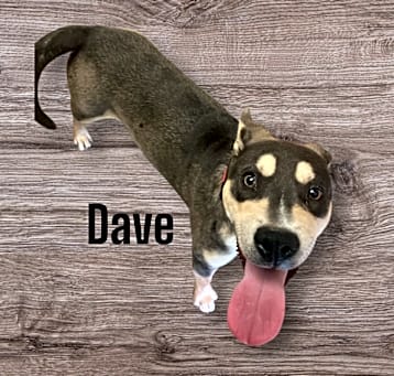 Photo of Dave