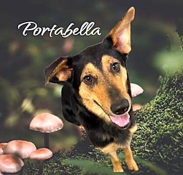 Photo of Portobella