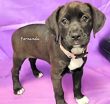 Photo of Fernanda