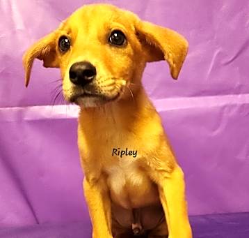 Photo of Ripley