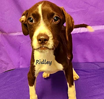 Photo of Ridley
