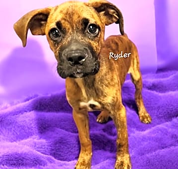 Photo of Ryder