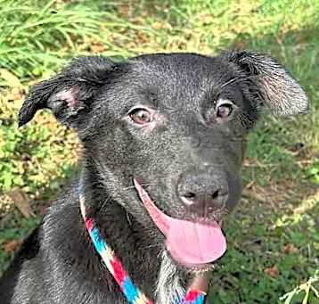 Photo of Midnight
