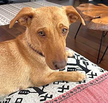 Photo of Loki