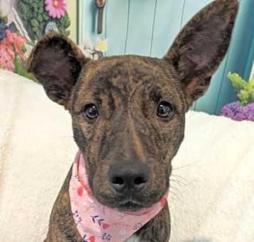 Photo of Maple