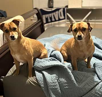 Photo of Chapo and Culcha