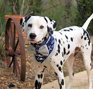 Photo of Benji